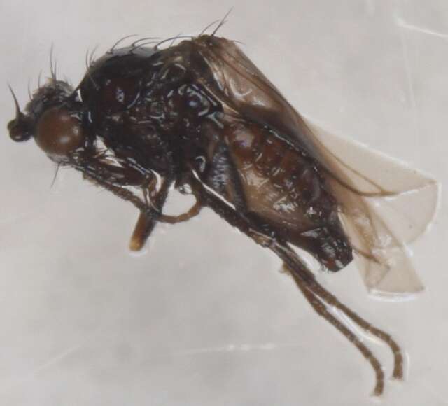 Chromatomyia puccinelliae Spencer 1969的圖片