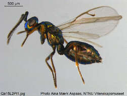 Image of Sphegigastrini