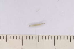 Image of Phyllonorycter trifasciella (Haworth 1828)