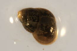 صورة Ecrobia truncata (Vanatta 1924)