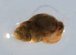 صورة Ecrobia truncata (Vanatta 1924)