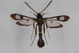 Image of Synanthedon andrenaeformis tenuicingulata