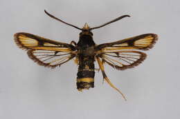 Image of <i>Bembecia rushana</i>