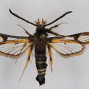 Image of <i>Bembecia nivalis</i>