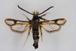 Image of <i>Bembecia nivalis</i>