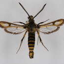 Image of <i>Bembecia blanka</i>