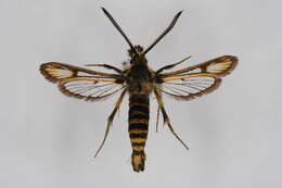 Image of <i>Bembecia blanka</i>