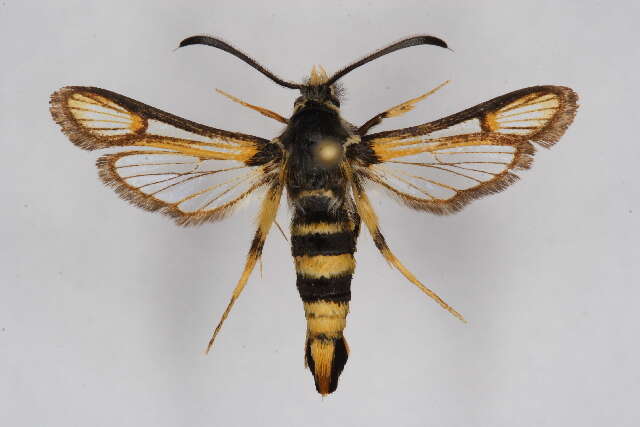 Image of <i>Bembecia tshatkalensis</i>