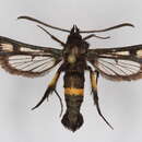 Image of <i>Pyropteron atypicum</i>