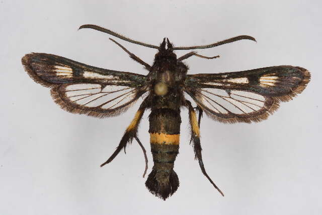 Image of <i>Pyropteron atypicum</i>