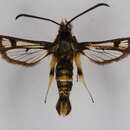 Image of <i>Pyropteron hera</i>