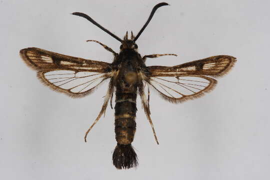 Image of <i>Dipchasphecia intermedia</i>