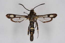 Image of <i>Chamaesphecia kautti</i>