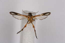 Image of Sophona pedipennula