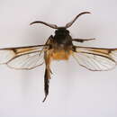 صورة <i>Lamellisphecia sumatrana</i>