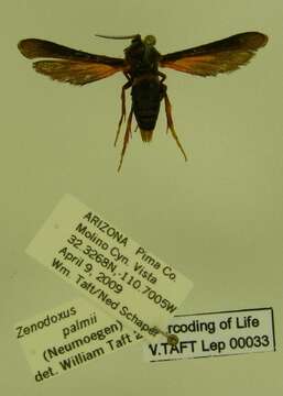 Image of Zenodoxus