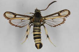 Image of <i>Bembecia damascena</i>