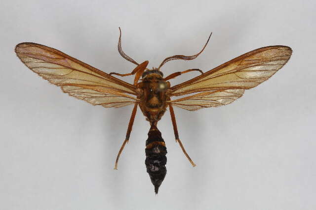 Image of Myrmecopsis Newman 1850