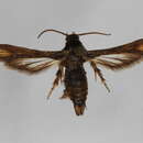 Image of Microsphecia