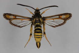 Image of <i>Bembecia fibigeri</i>