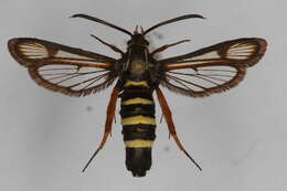 Image of <i>Bembecia puella</i>