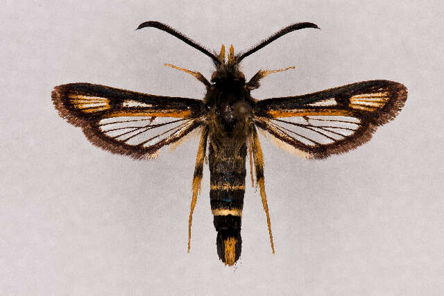 Image of <i>Bembecia lingenhoelei</i>