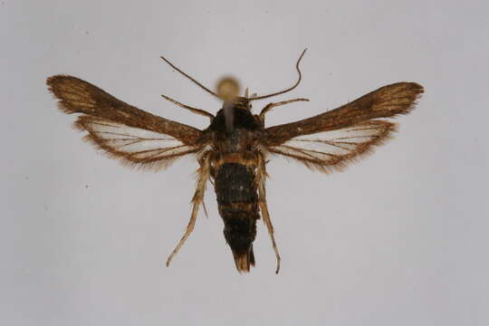 Image of Microsphecia