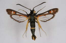 Image of Pyropteron