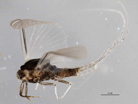 Tricorythodes mosegus Alba-Tercedor & Flannagan 1995 resmi