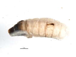 Image of Neophylax fuscus Banks 1903