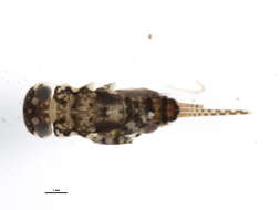 Maccaffertium pulchellum (Walsh 1862)的图像