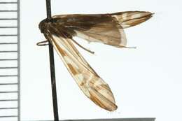 Image of Macrostemum zebratum