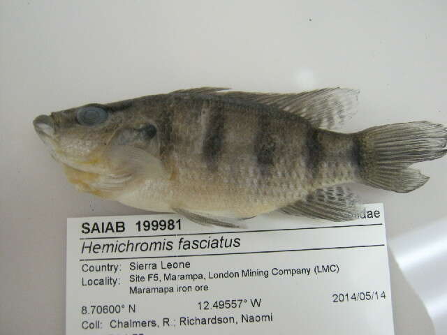 Слика од Hemichromis