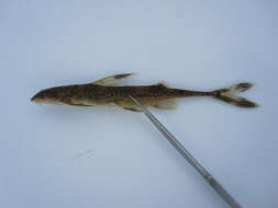 Image of loach catfishes