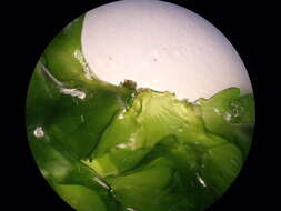 Image of Ulva fasciata