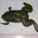 Image of Xenopus