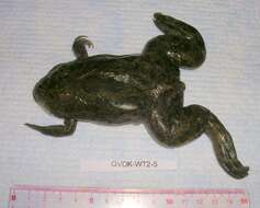 Image of Xenopus