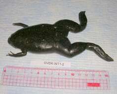 Image of Xenopus