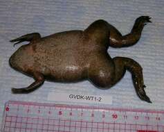 Image of Xenopus