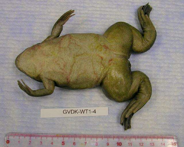 Image of Xenopus