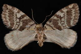 Image of Oak Winter Highflier