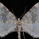 Image of Entephria multivagata Hulst 1881