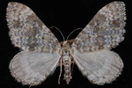 Image of Entephria takuata Taylor 1907