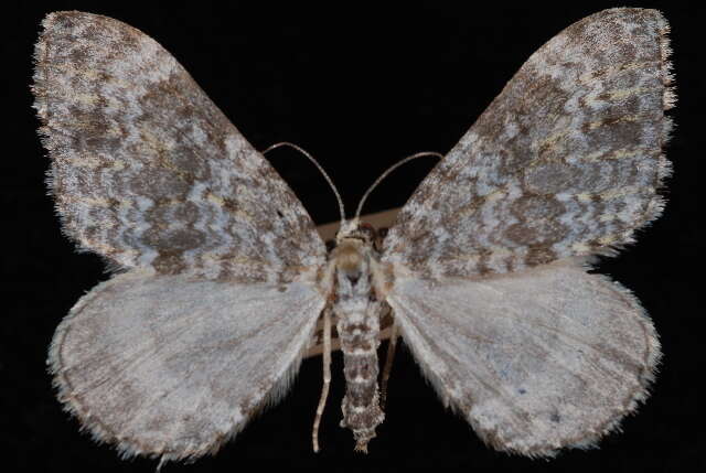 Image of Entephria takuata Taylor 1907