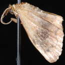 Image of <i>Leptostales ferruminaria</i>