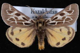 Image of Palearctia glaphyra Evans 1843