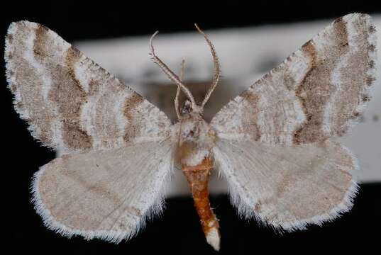 Image of Macaria pallipennata (Barnes & McDunnough 1912)