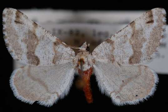 Image of Macaria pallipennata (Barnes & McDunnough 1912)