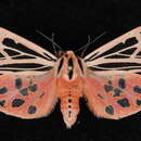 Image of Grammia doris Boisduval 1869