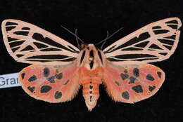 Image of Grammia doris Boisduval 1869